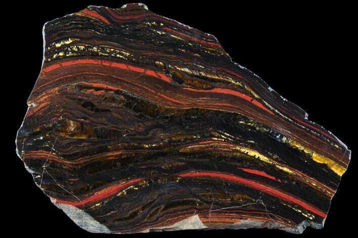 Polished Tiger Iron Stromatolite - ( Billion Years) #96219